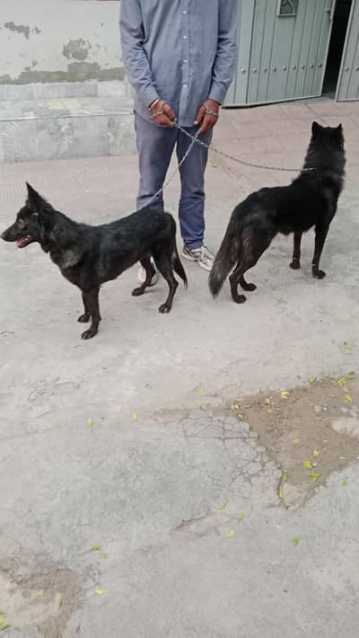 Belgian Shepherd puppies | Belgian Shepherd pair for sale