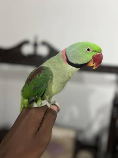 RAW PARROT HAND TAME  03342248084