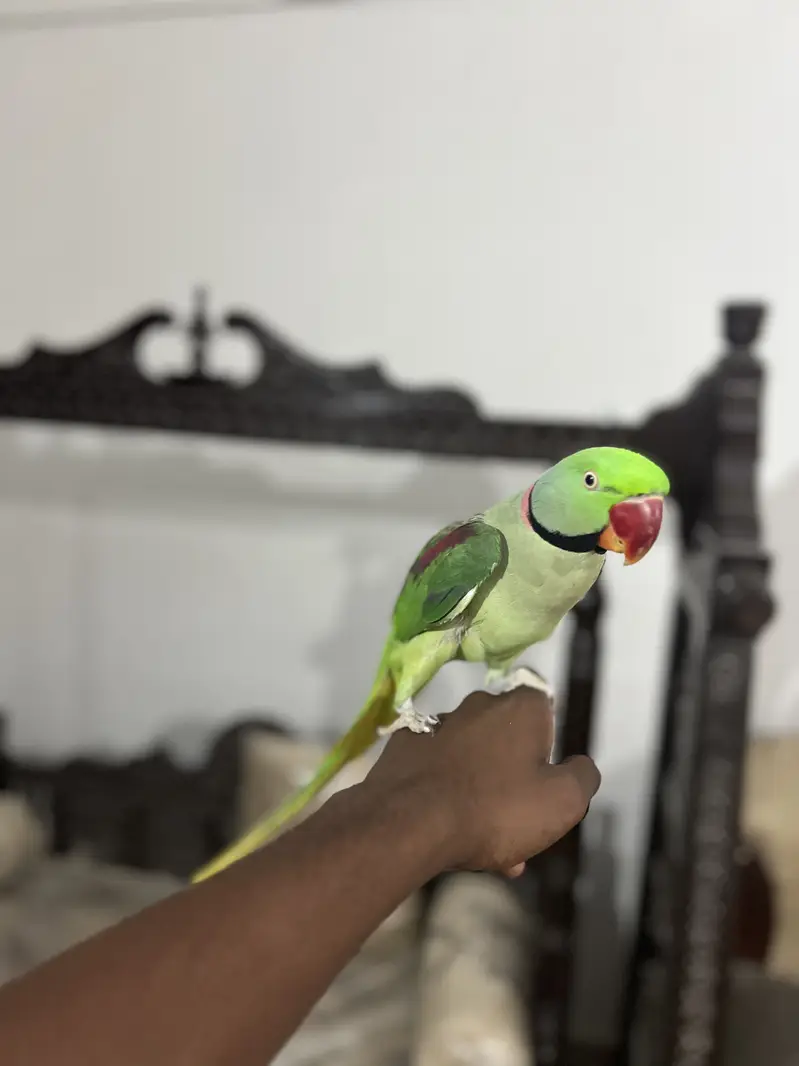 RAW PARROT HAND TAME  03342248084 — photo 2