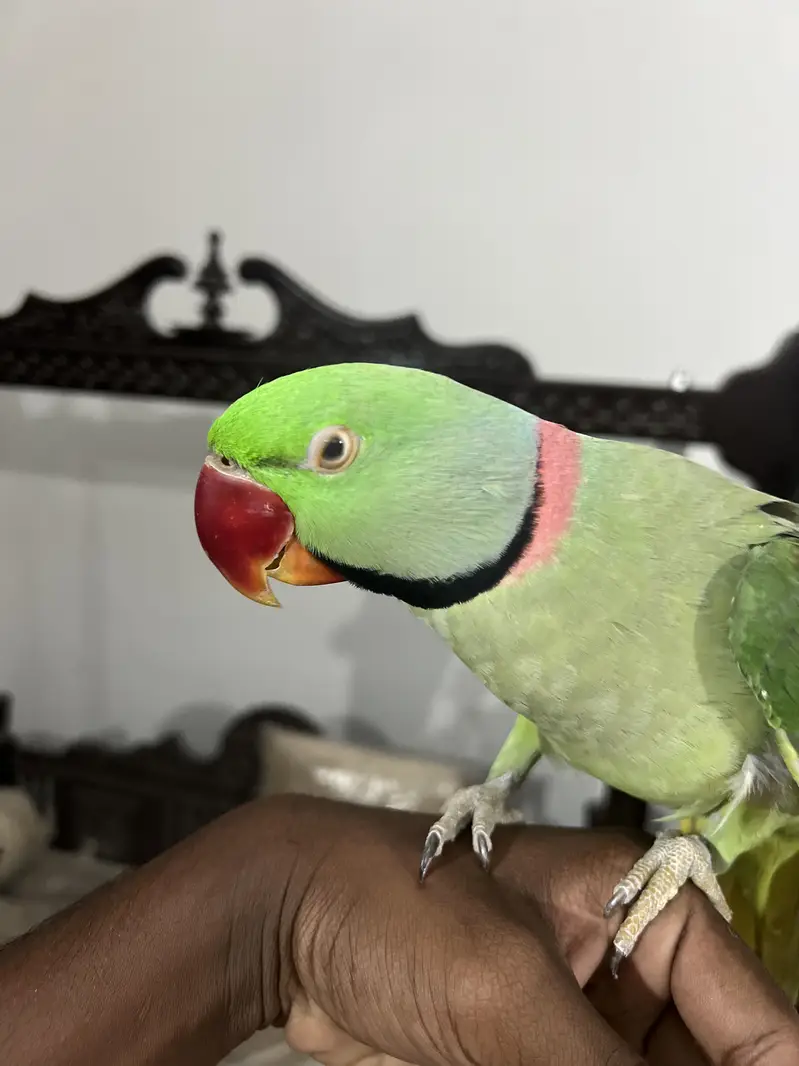 RAW PARROT HAND TAME  03342248084 — photo 3