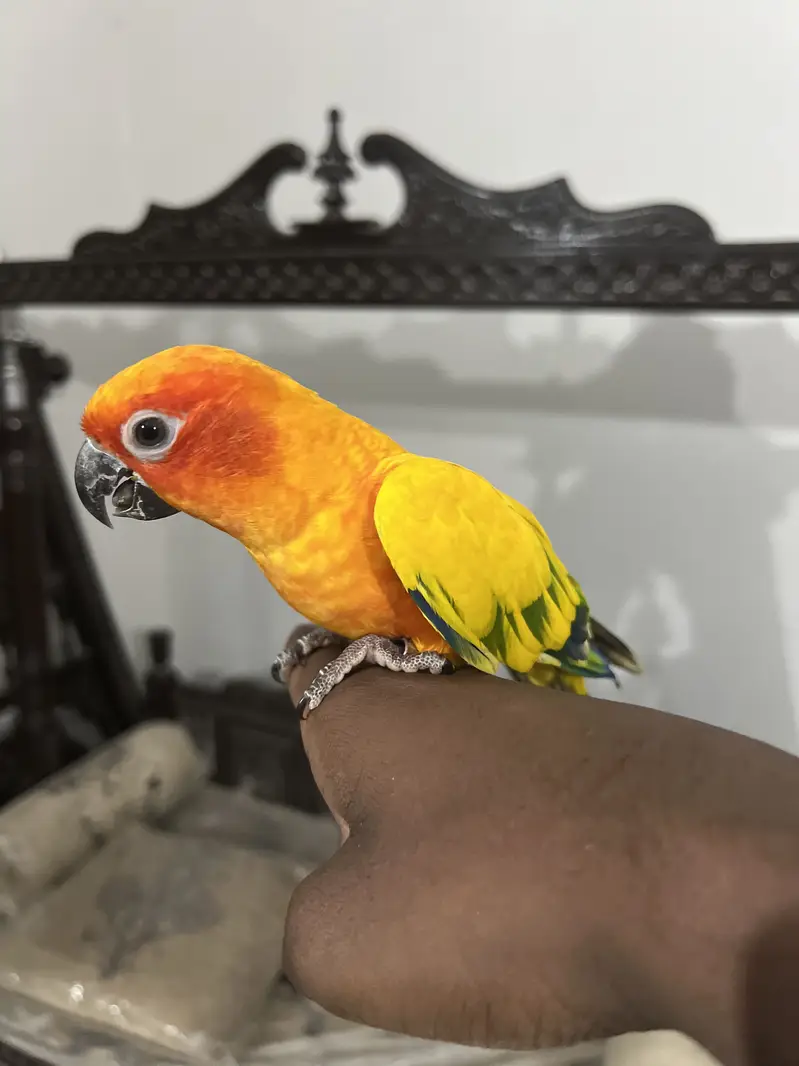 RAW PARROT HAND TAME  03342248084 — photo 4