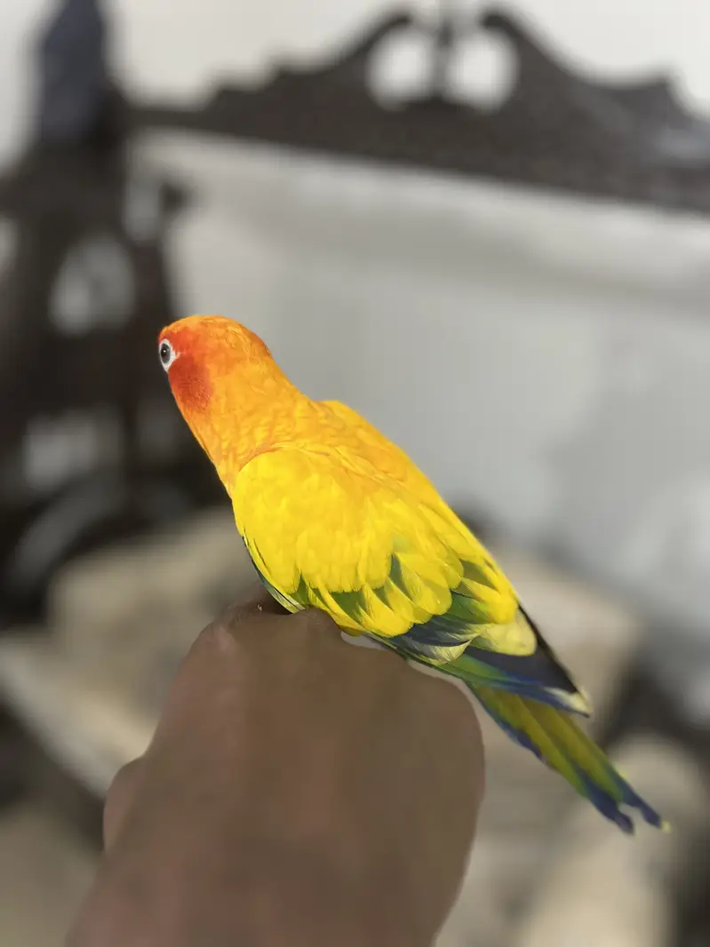 RAW PARROT HAND TAME  03342248084 — photo 5