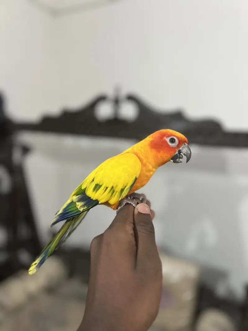 RAW PARROT HAND TAME  03342248084 — photo 6