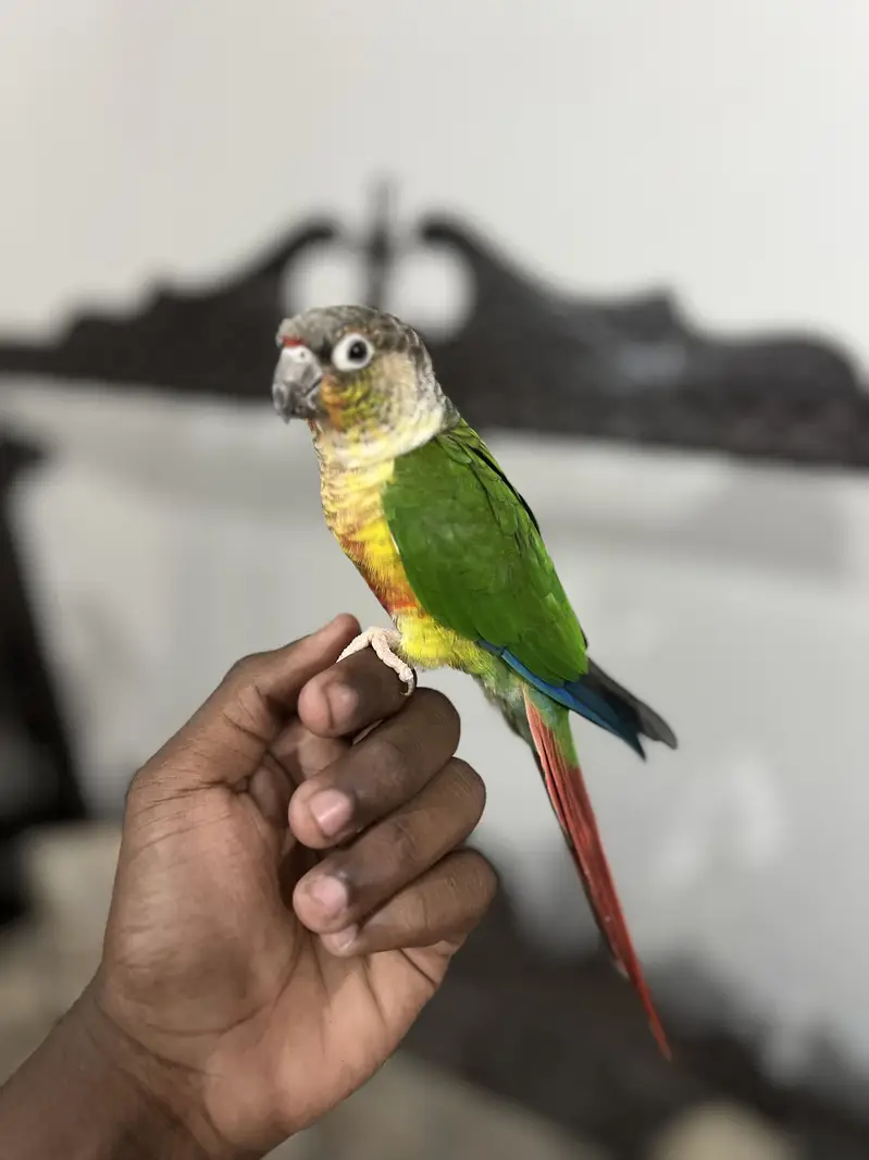 RAW PARROT HAND TAME  03342248084 — photo 7