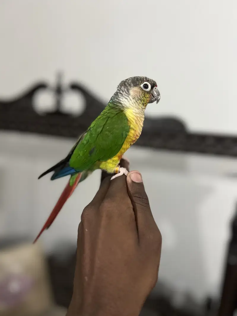 RAW PARROT HAND TAME  03342248084 — photo 8