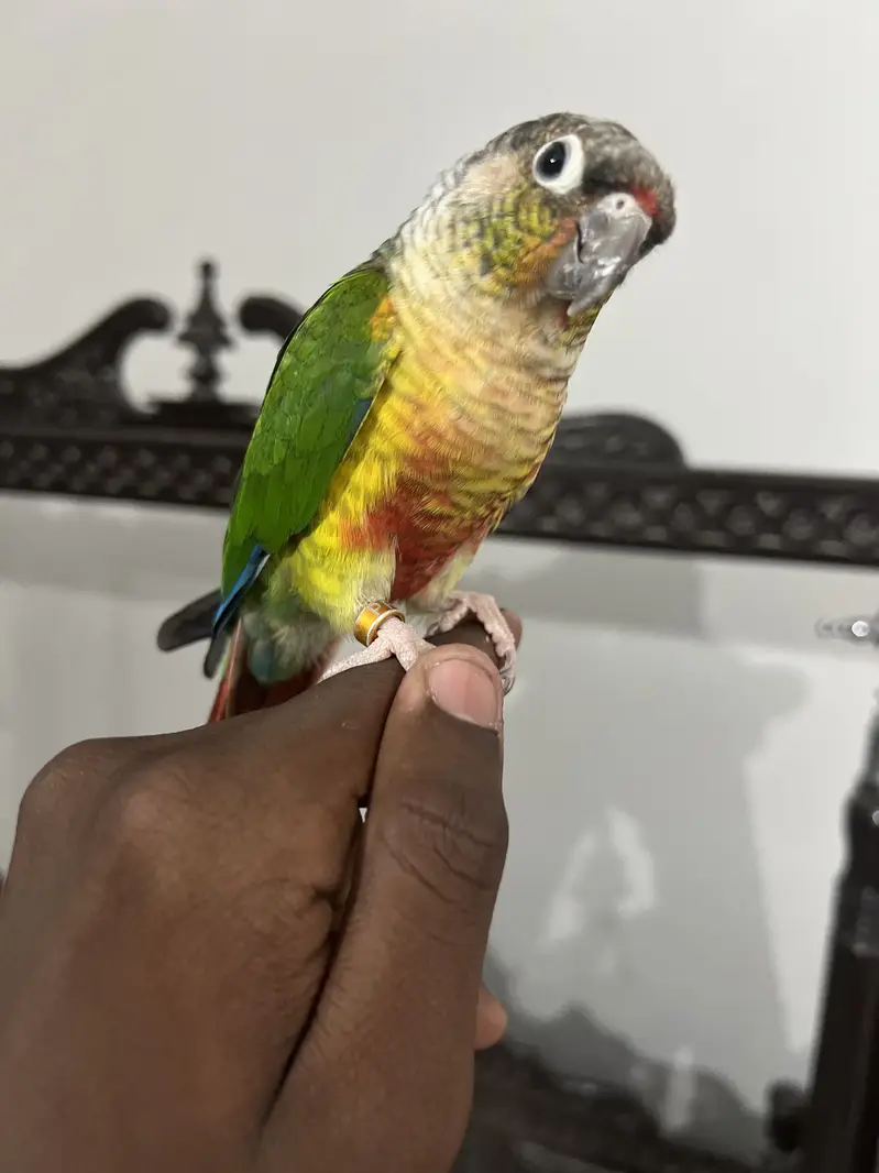 RAW PARROT HAND TAME  03342248084 — photo 9