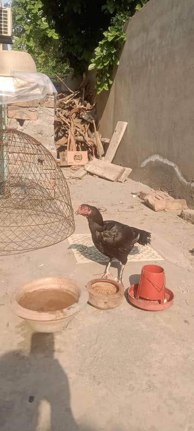 kurk Murghi for sale pure mianwali breed 03040991565