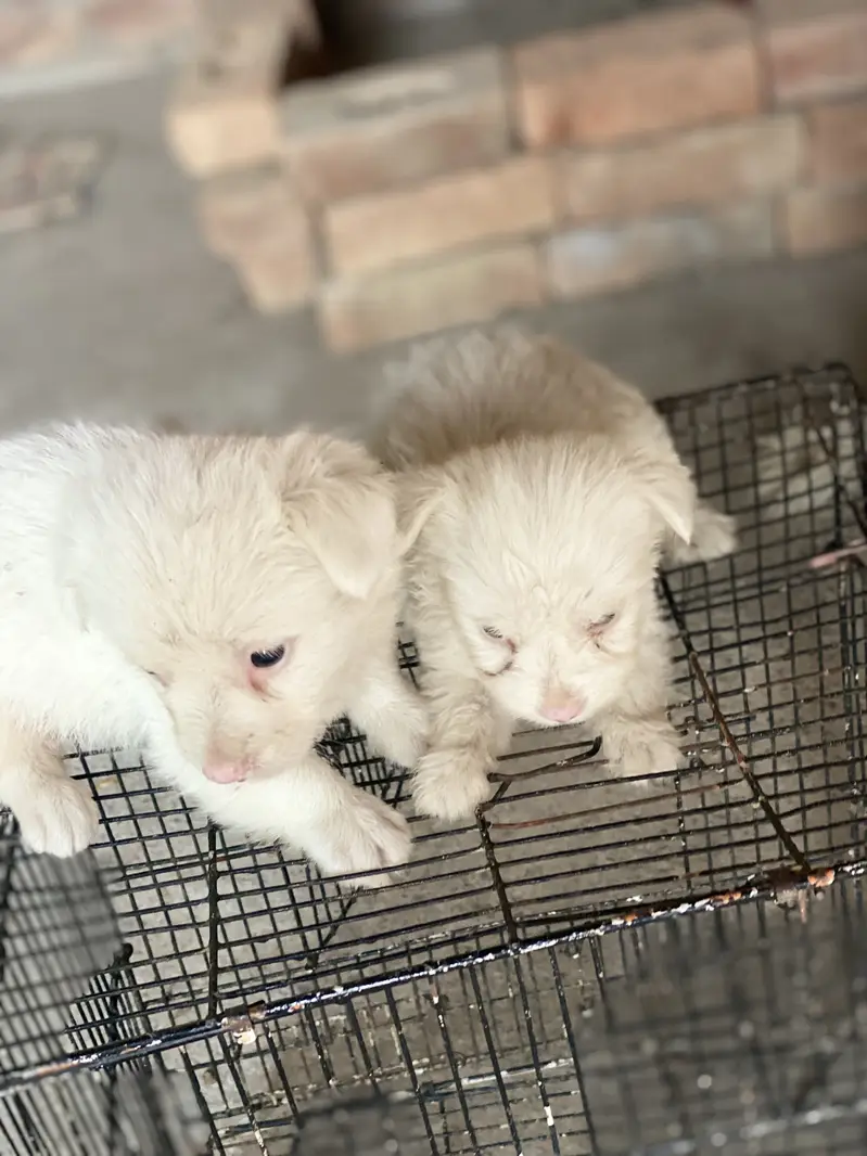 Poodle puppy for sale — photo 2