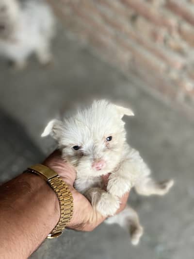 Poodle puppy for sale