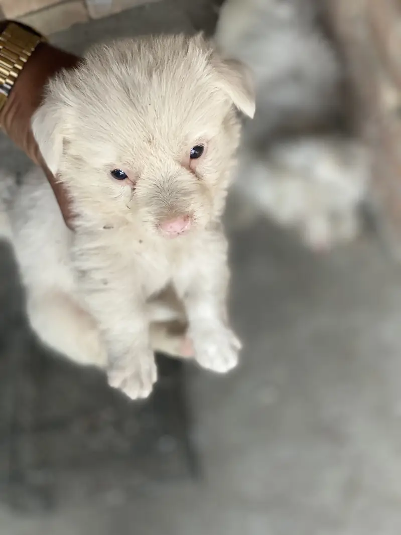 Poodle puppy for sale — photo 3