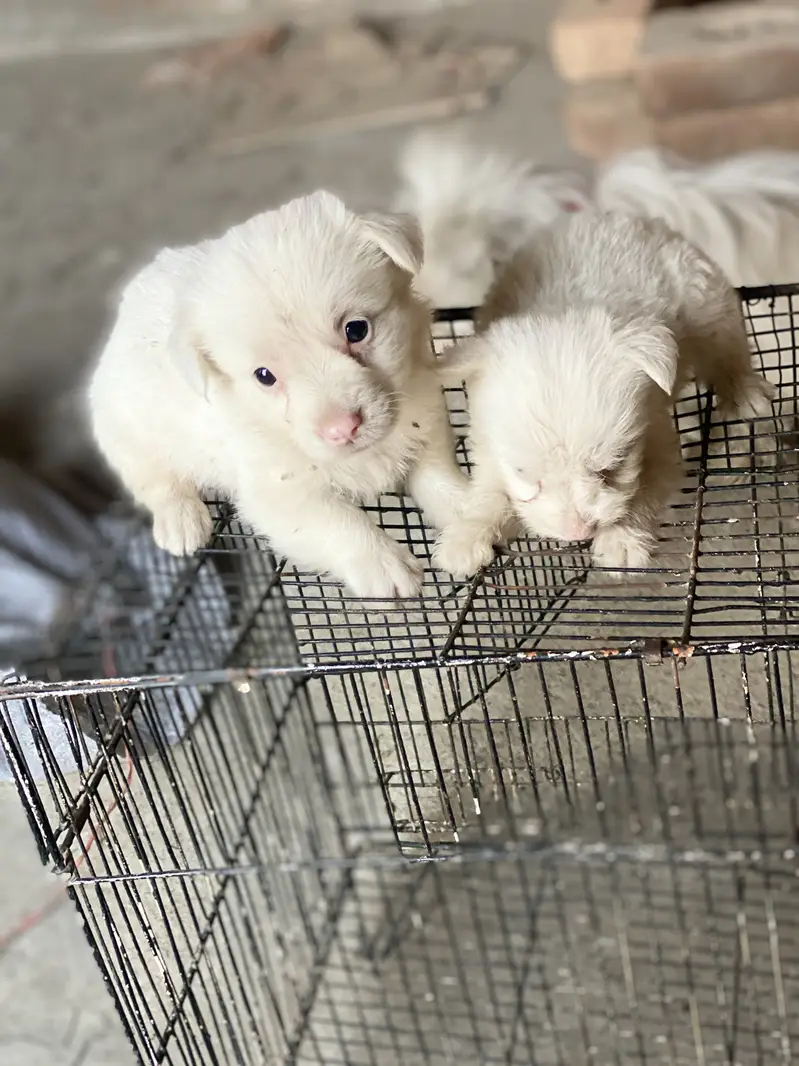 Poodle puppy for sale — photo 4