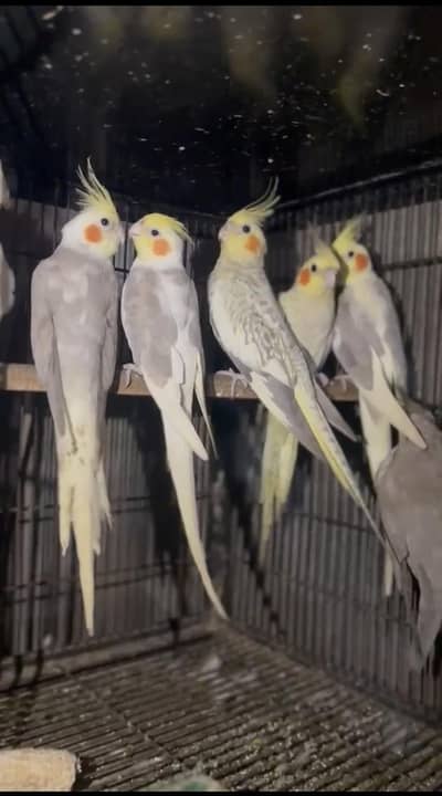 Cocktail breeder or ready to breed 12 piece's for sale