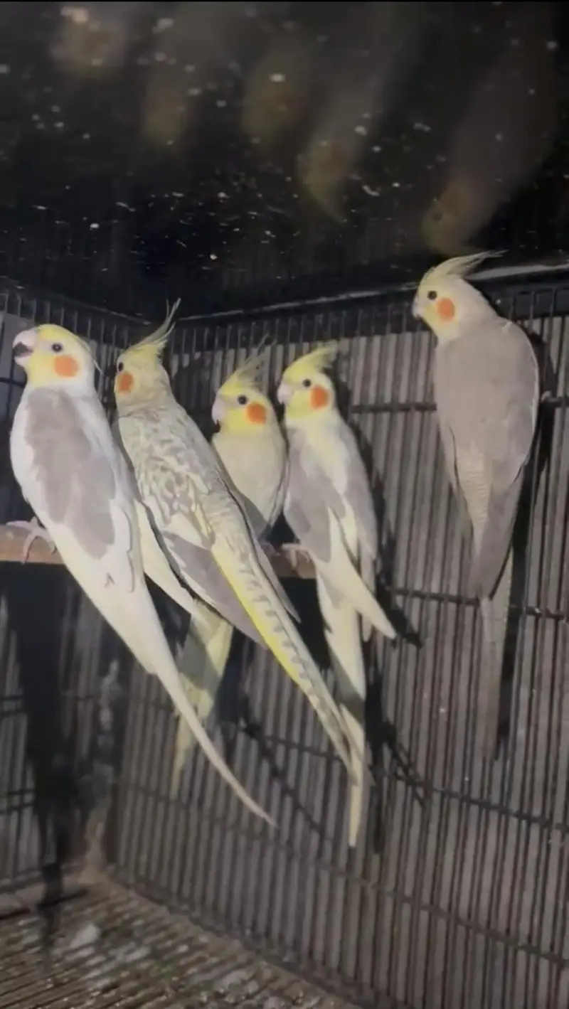 Cocktail breeder or ready to breed 12 piece's for sale 0302/979/8991 — photo 4
