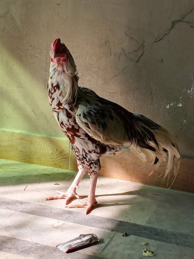 PURE HIGH BREED ASEEL