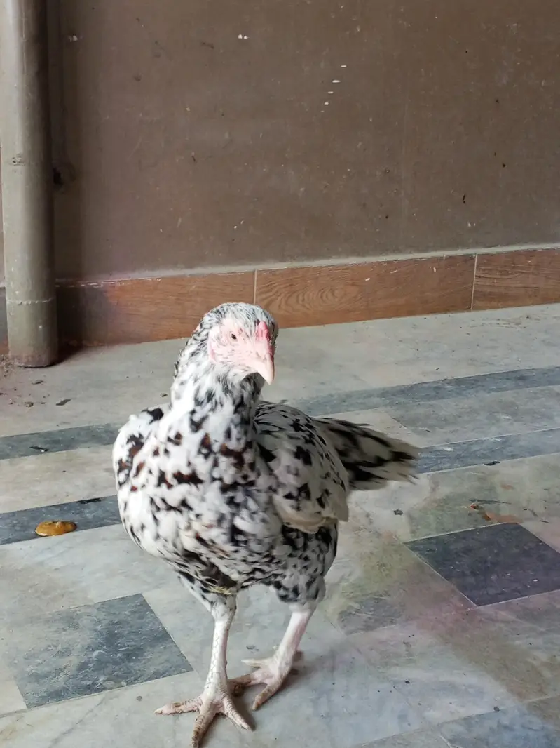 PURE HIGH BREED ASEEL — photo 2