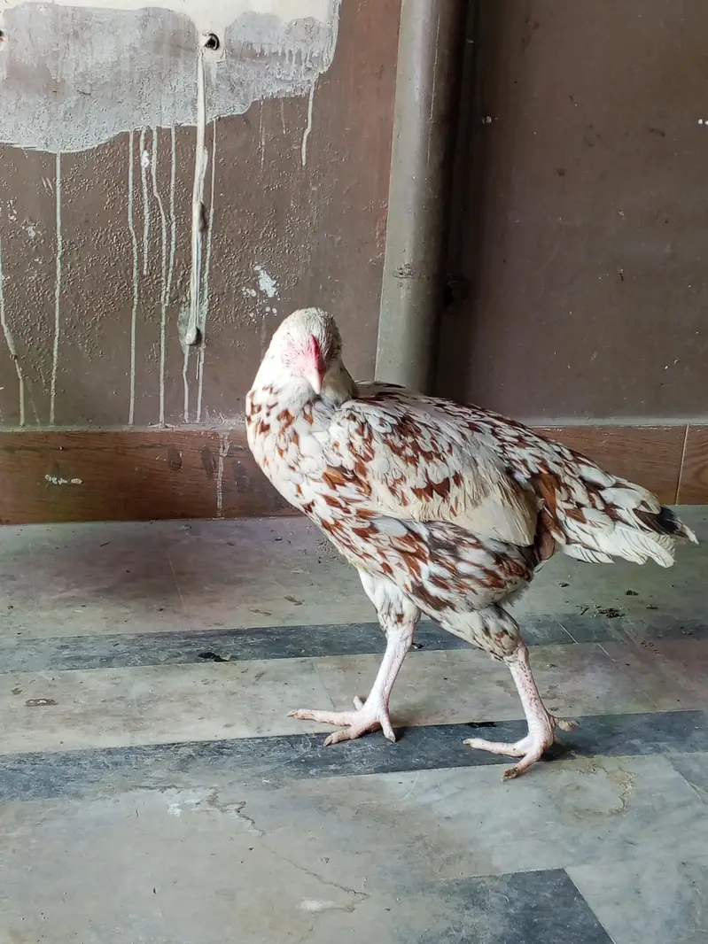 PURE HIGH BREED ASEEL — photo 3