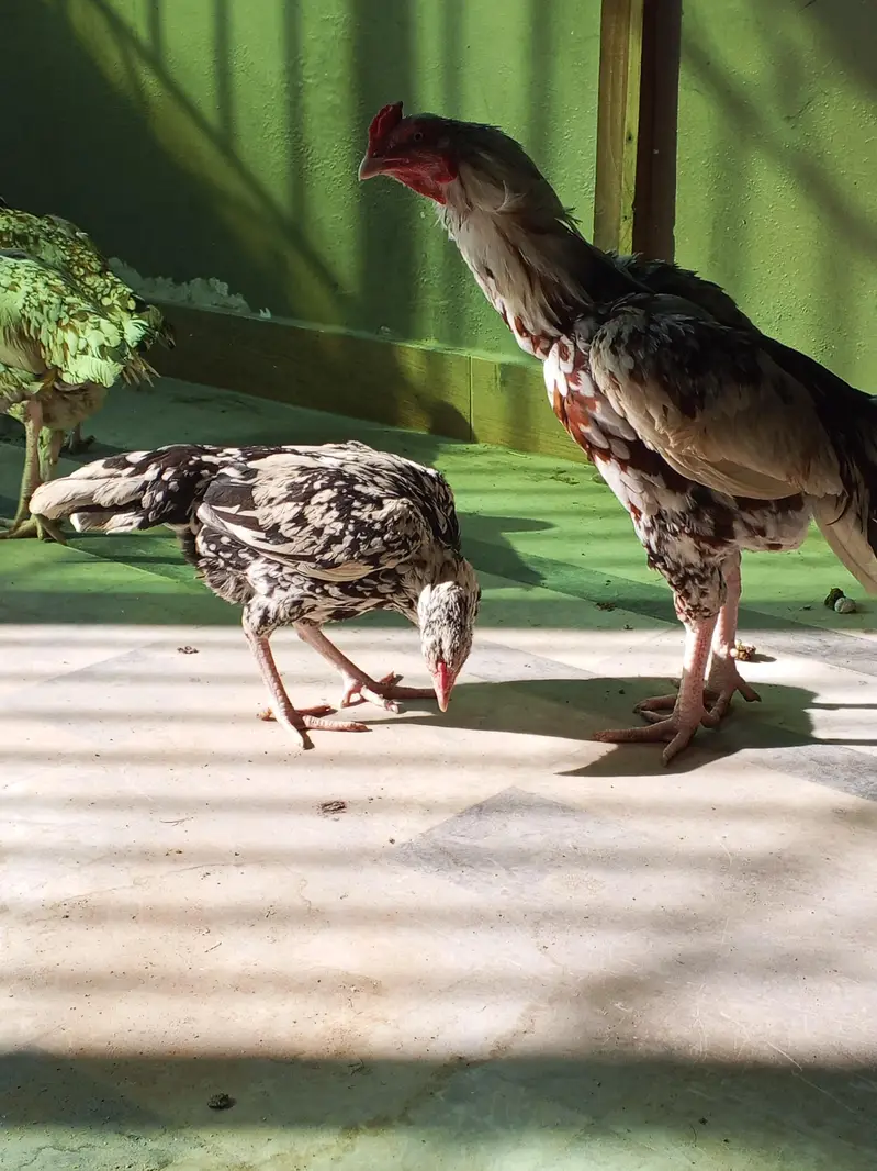 PURE HIGH BREED ASEEL — photo 4