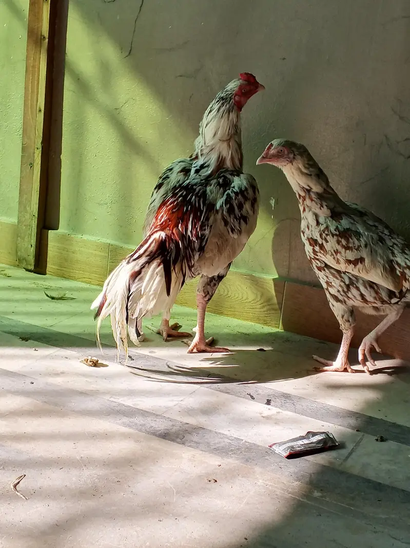 PURE HIGH BREED ASEEL — photo 5