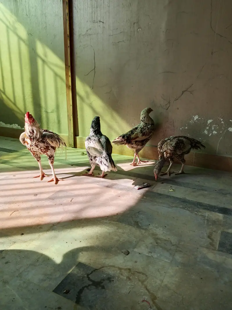 PURE HIGH BREED ASEEL — photo 6