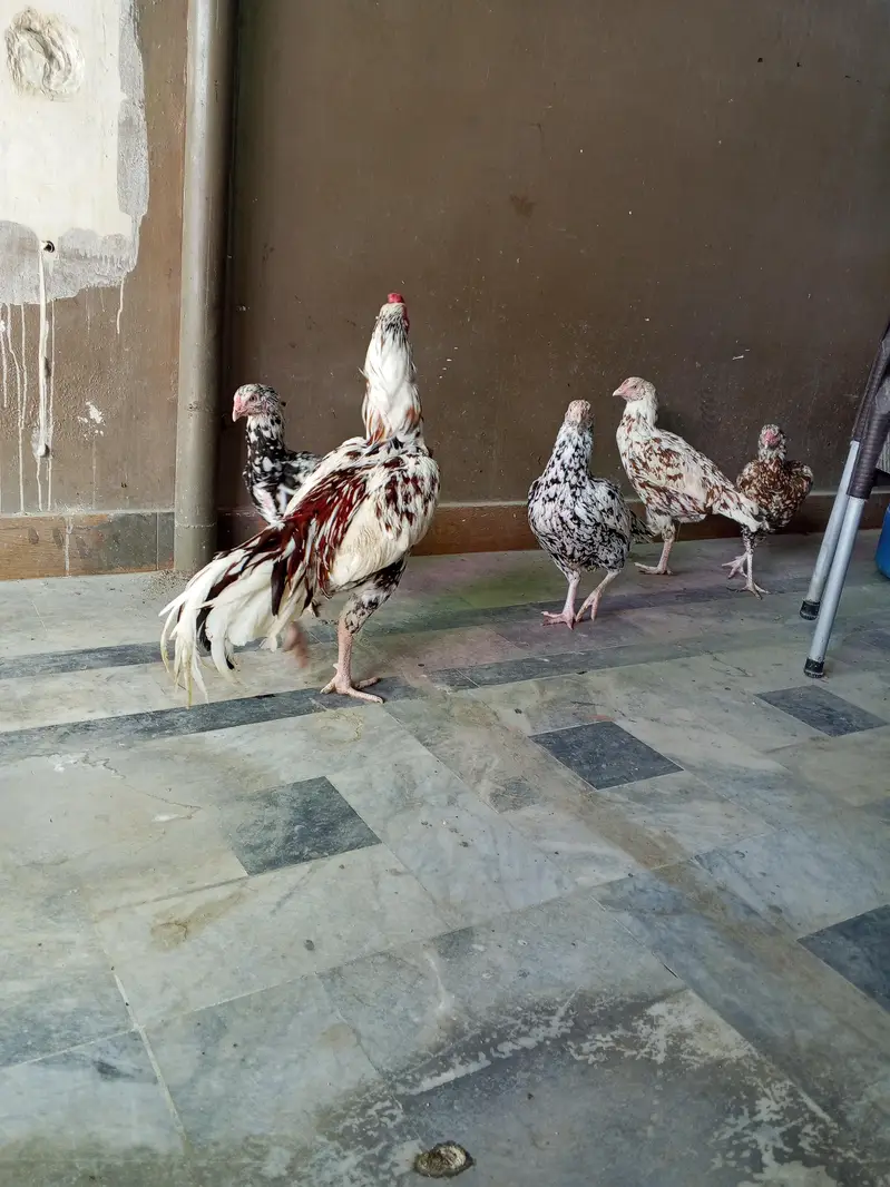 PURE HIGH BREED ASEEL — photo 7
