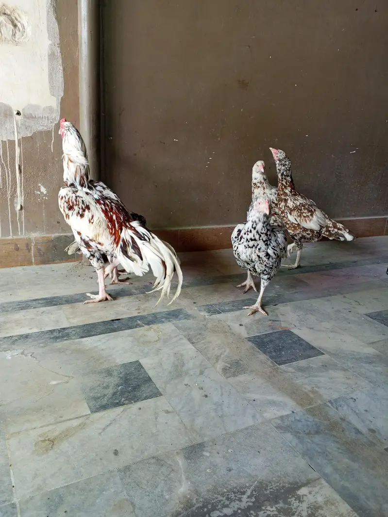 PURE HIGH BREED ASEEL — photo 9