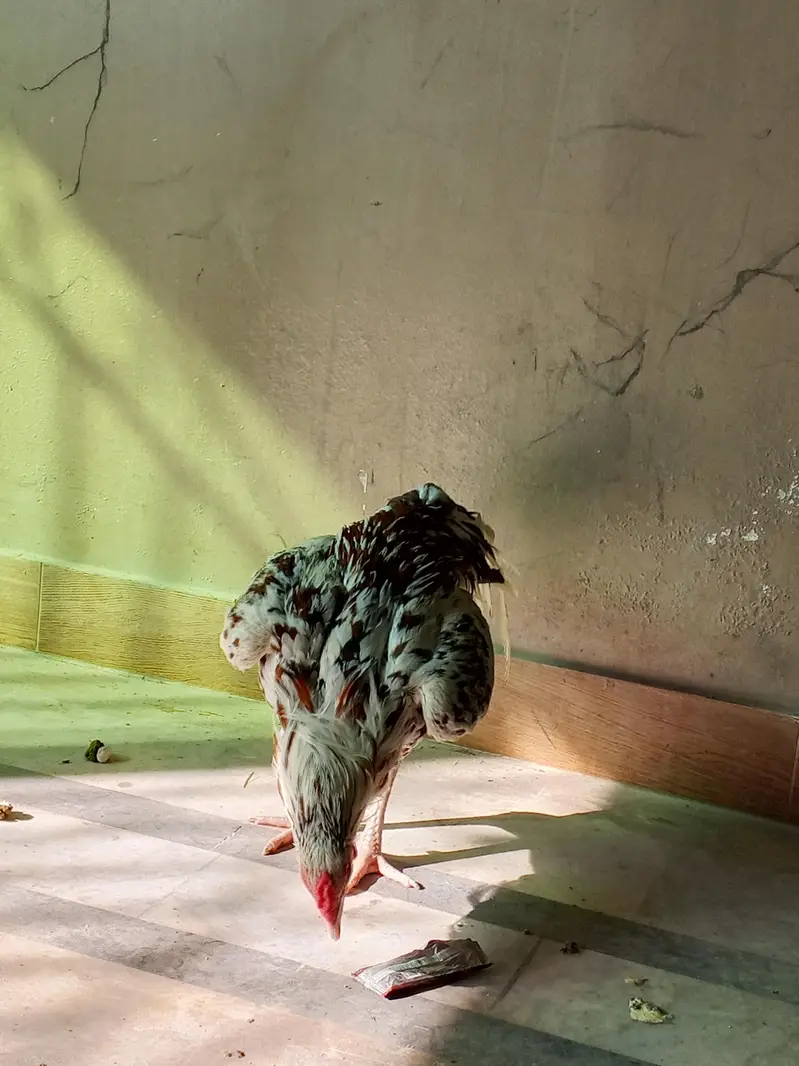 PURE HIGH BREED ASEEL — photo 10