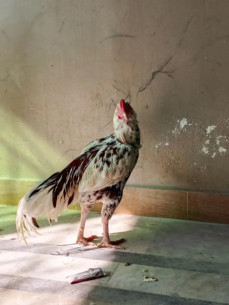 PURE HIGH BREED ASEEL — photo 11