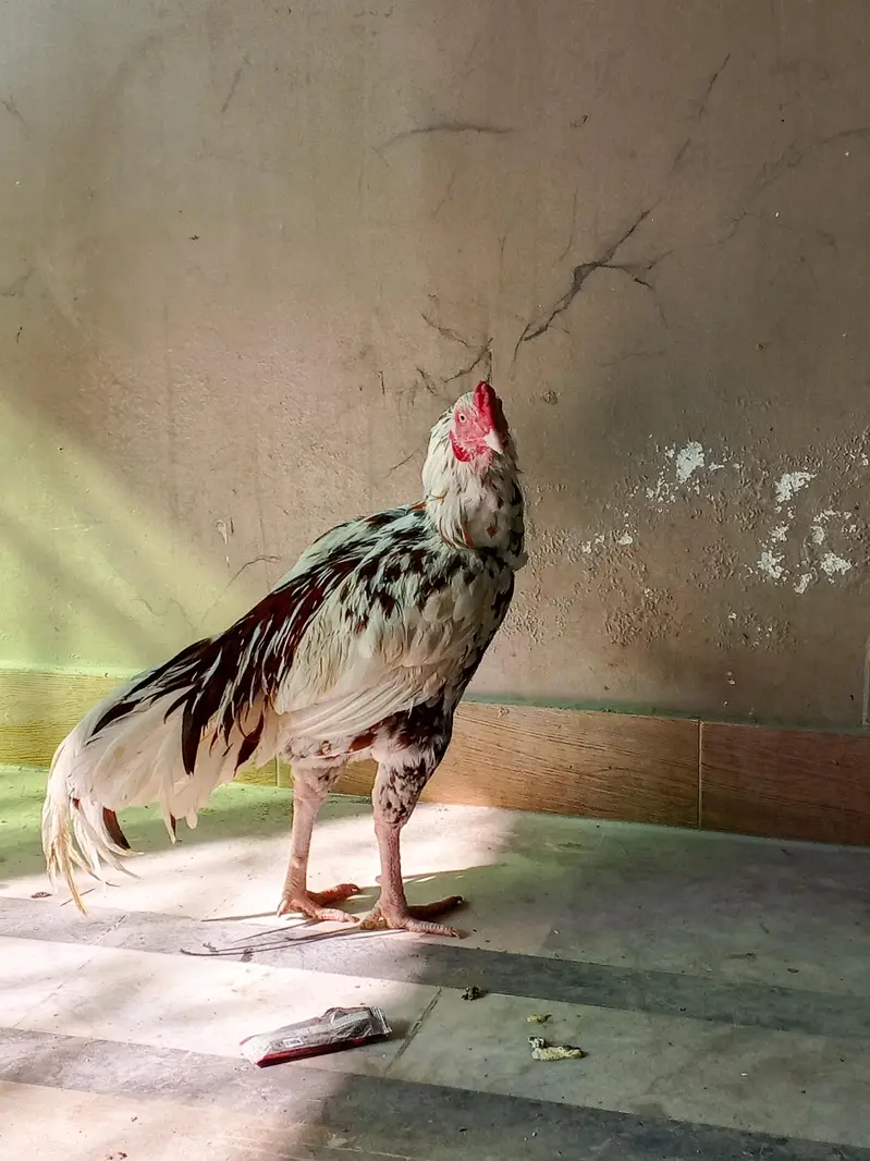 PURE HIGH BREED ASEEL — photo 12
