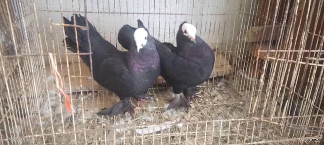 2 MUKHI LONG PAMOZ BREEDER PIAR 1 MALE ENGLISH MODERN