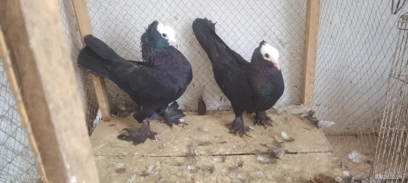 2 MUKHI LONG PAMOZ BREEDER PIAR 1 MALE ENGLISH MODERN — photo 2