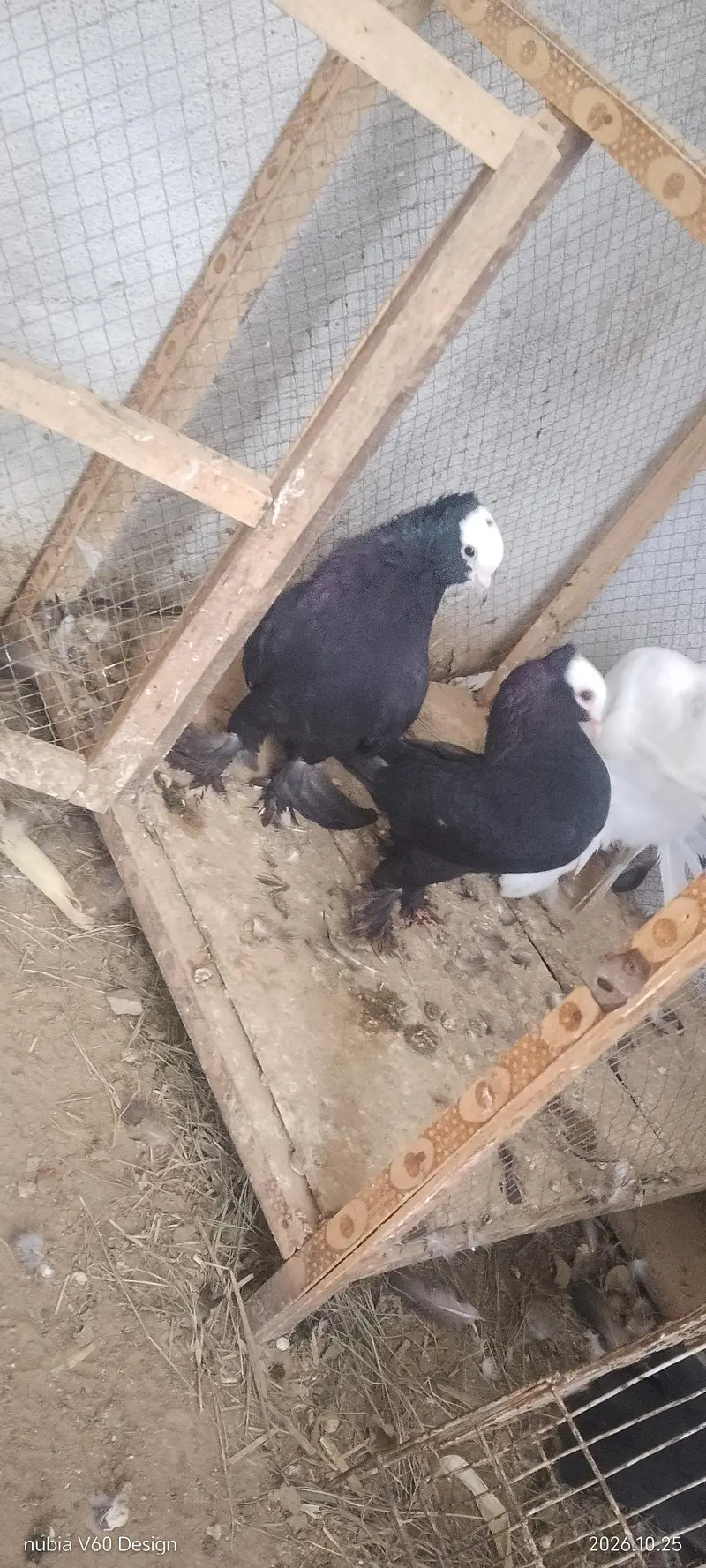 2 MUKHI LONG PAMOZ BREEDER PIAR 1 MALE ENGLISH MODERN — photo 3