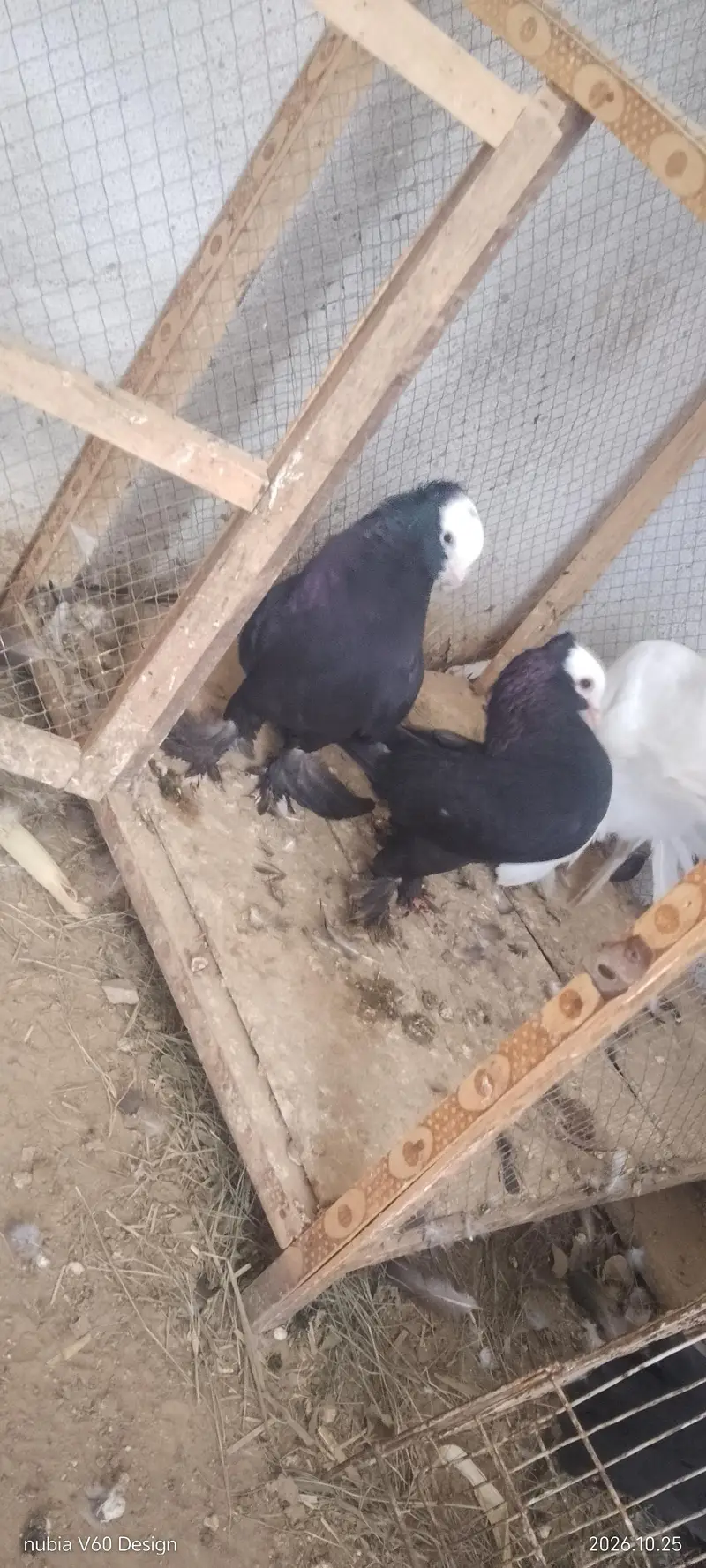 2 MUKHI LONG PAMOZ BREEDER PIAR 1 MALE ENGLISH MODERN — photo 4