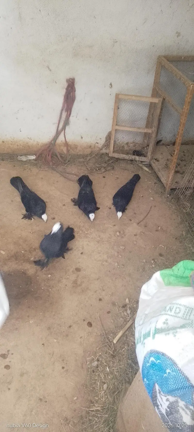 2 MUKHI LONG PAMOZ BREEDER PIAR 1 MALE ENGLISH MODERN — photo 5