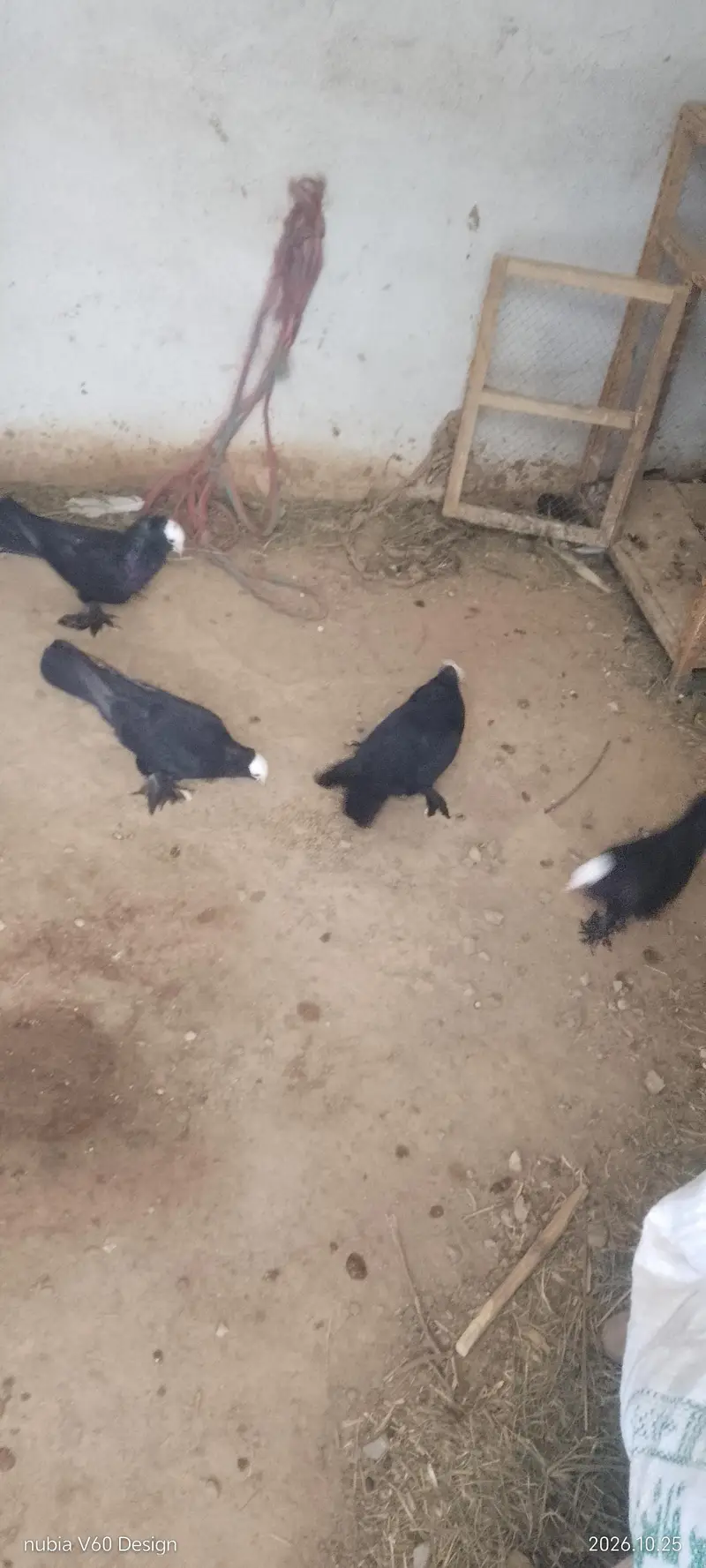 2 MUKHI LONG PAMOZ BREEDER PIAR 1 MALE ENGLISH MODERN — photo 6