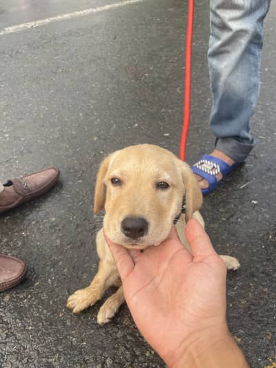 Fully active vacinated female Labrador