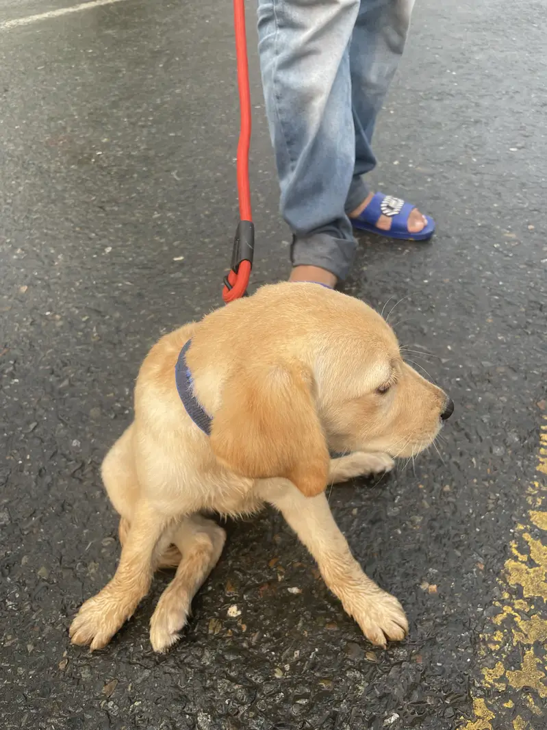 Fully active vacinated female Labrador — photo 2