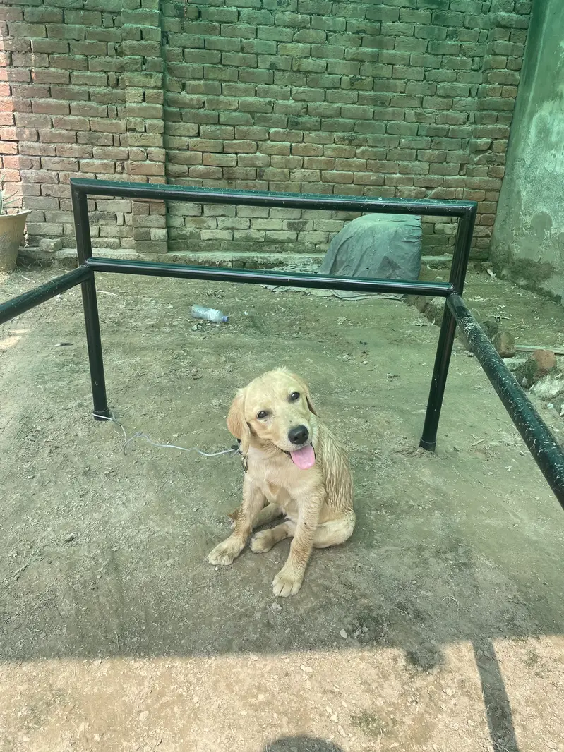 Fully active vacinated female Labrador — photo 3