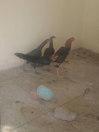 two female one male for sale