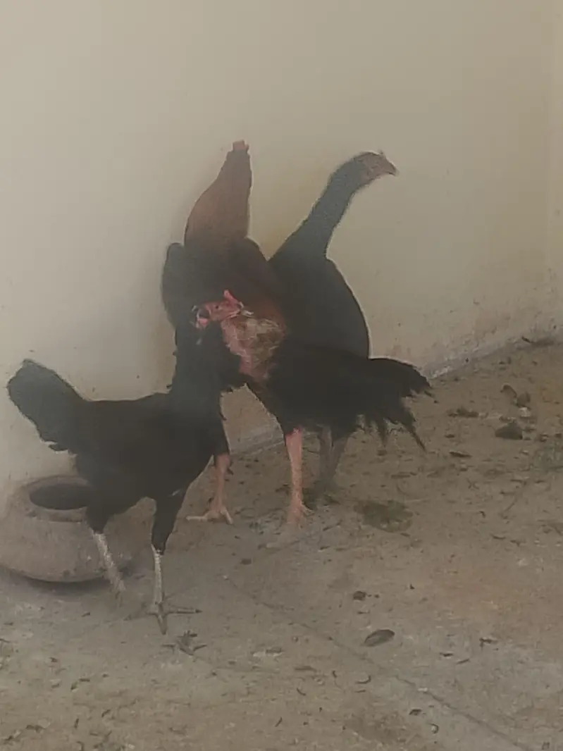 two female one male for sale — photo 2