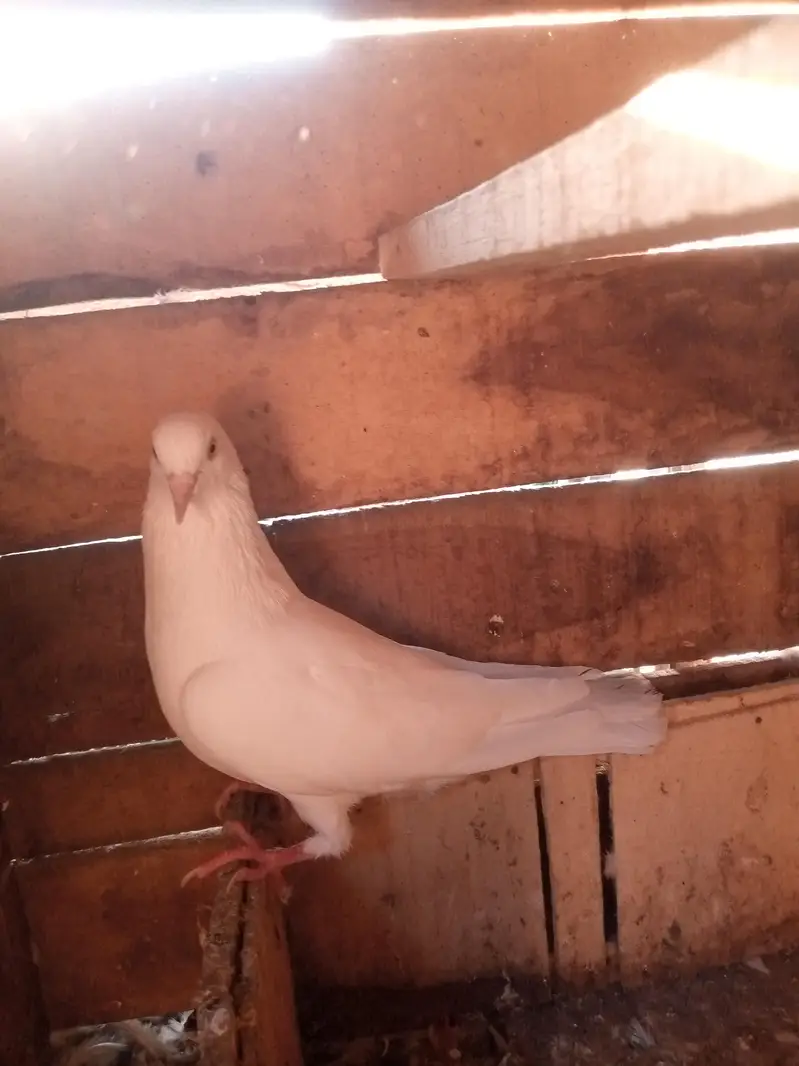 Chatrri Waly Kabutar — photo 3
