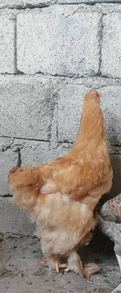 Heavy Golden Buff