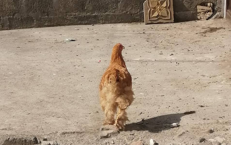Heavy Golden Buff 1