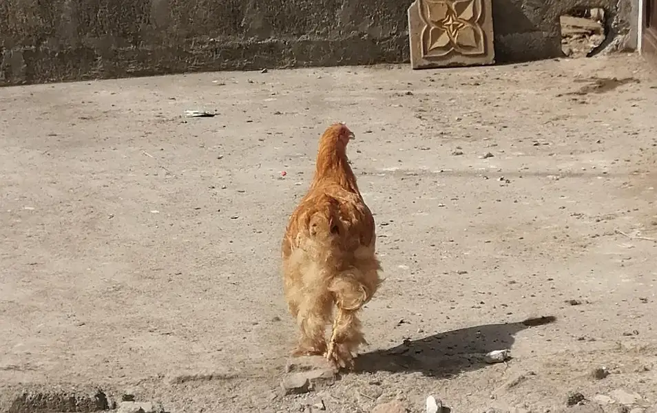 Heavy Golden Buff — photo 2