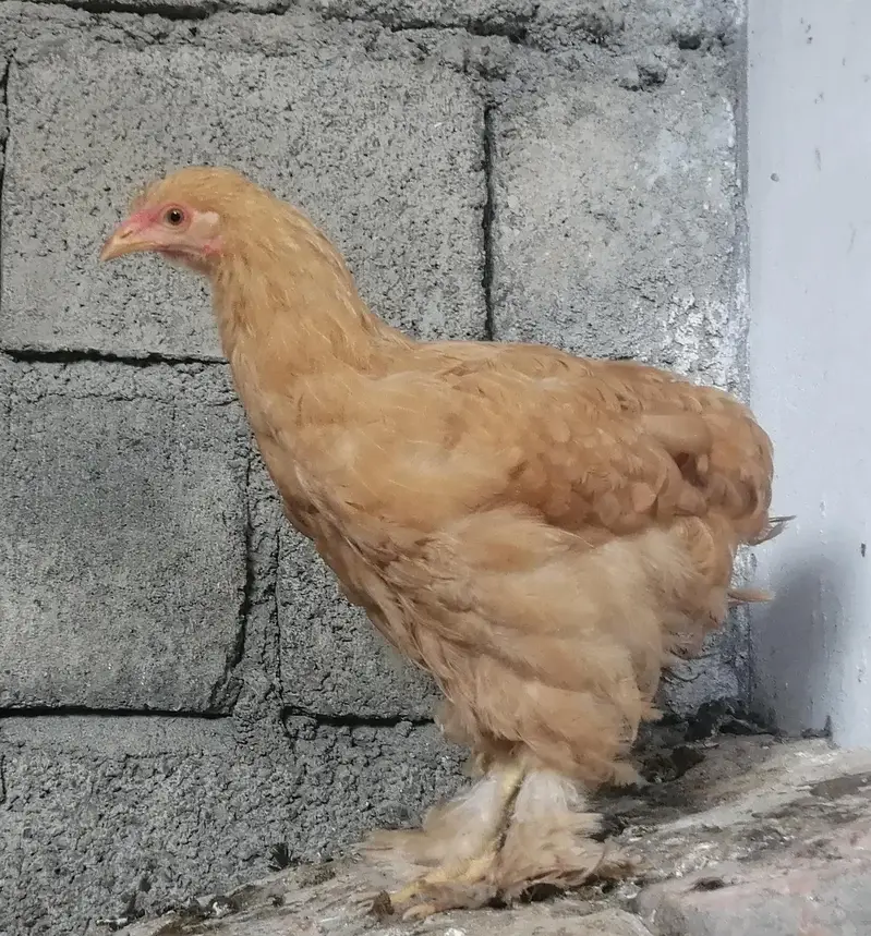 Heavy Golden Buff — photo 3