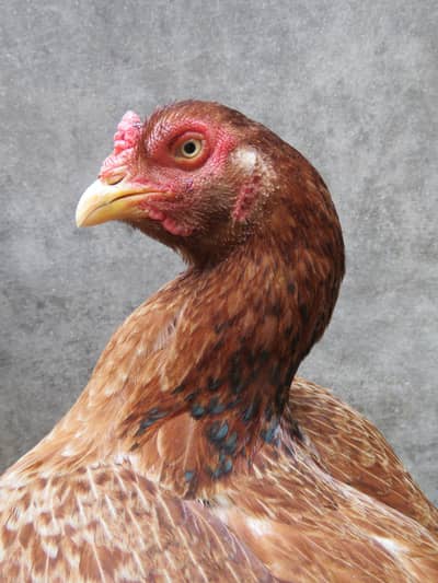 Aseel Female, Aseel Hen, Aseel Maddi.