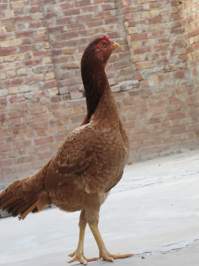 Aseel Female, Aseel Hen, Aseel Maddi. — photo 2