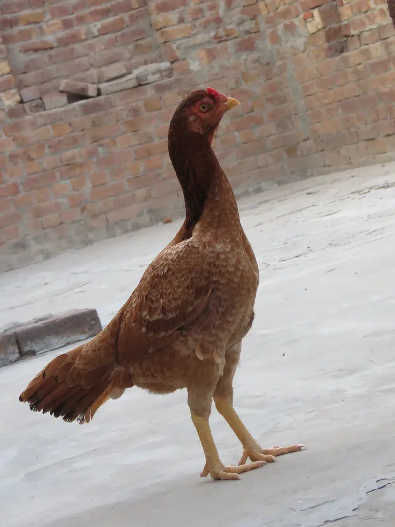 Aseel Female, Aseel Hen, Aseel Maddi. — photo 3