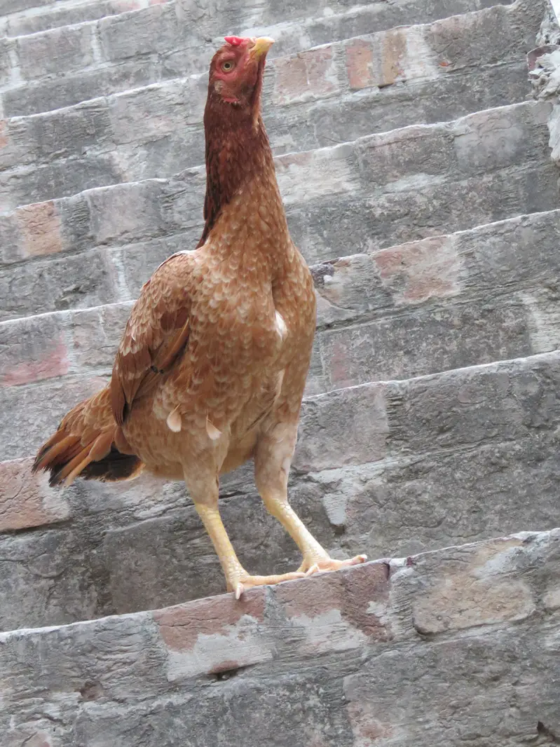 Aseel Female, Aseel Hen, Aseel Maddi. — photo 4