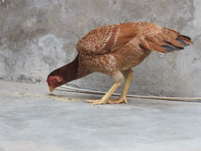 Aseel Female, Aseel Hen, Aseel Maddi. — photo 6
