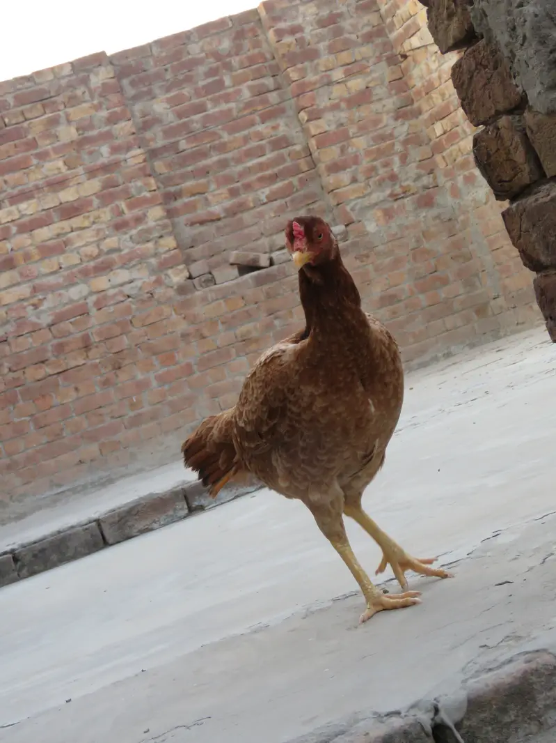 Aseel Female, Aseel Hen, Aseel Maddi. — photo 7